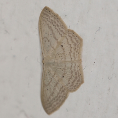 Scopula perlata