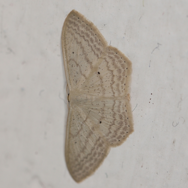 Scopula perlata