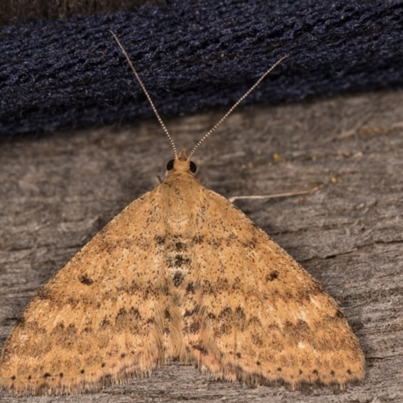 Scopula rubraria