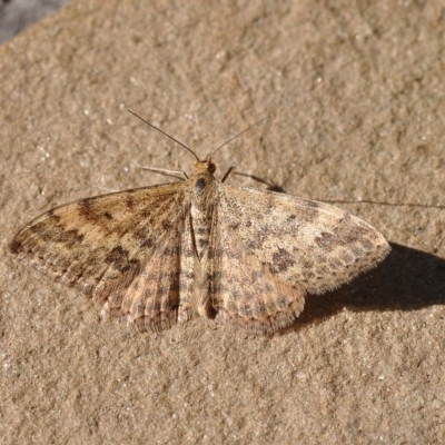 Scopula rubraria