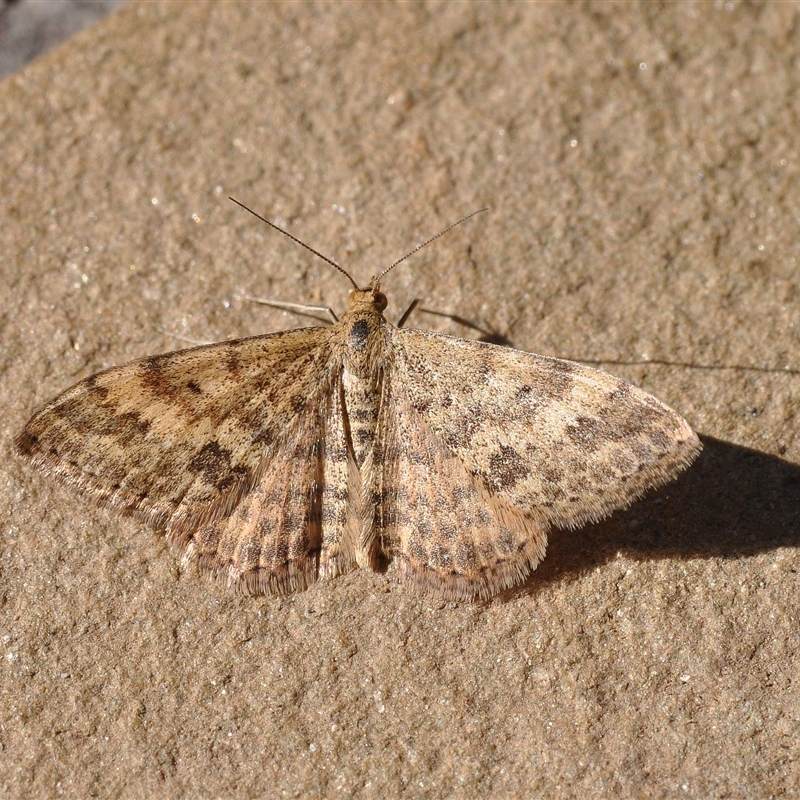 Scopula rubraria