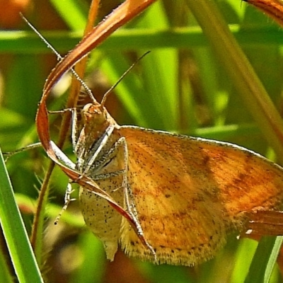 Reddish hindwings