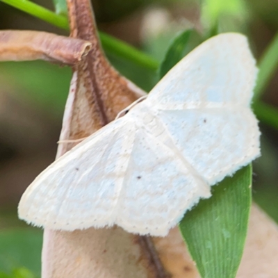 Scopula sp.