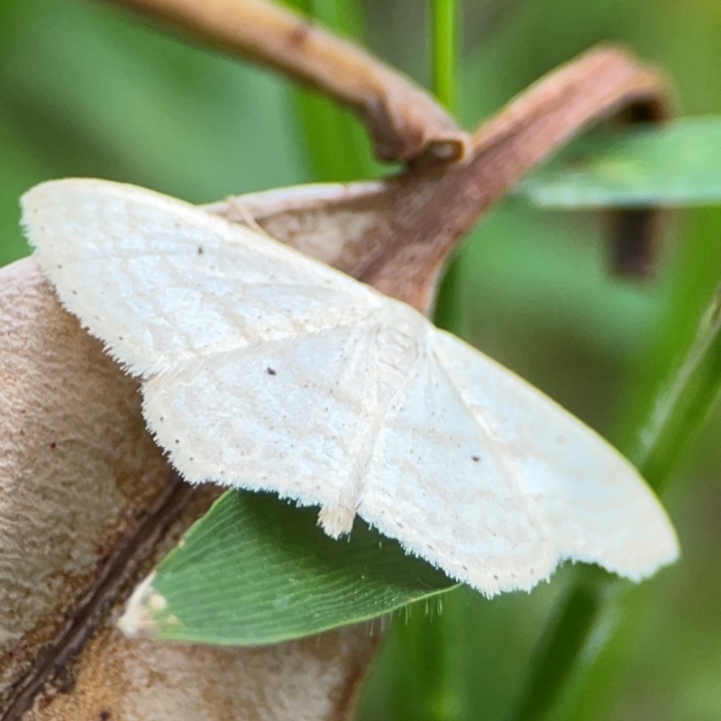 Scopula (genus)