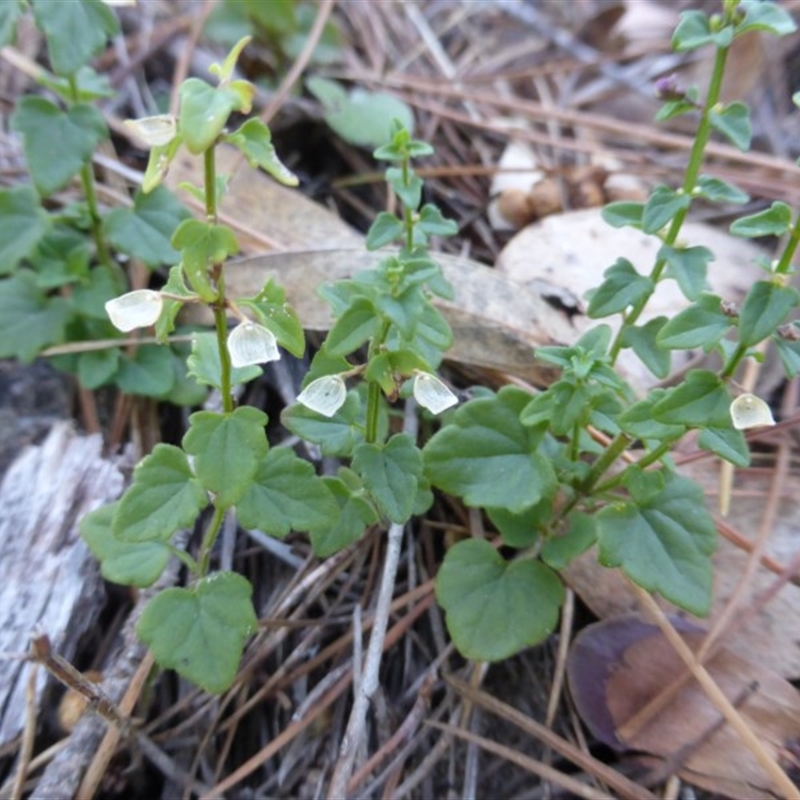 Scutellaria humilis