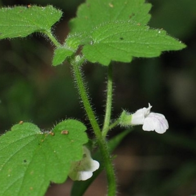 Scutellaria mollis