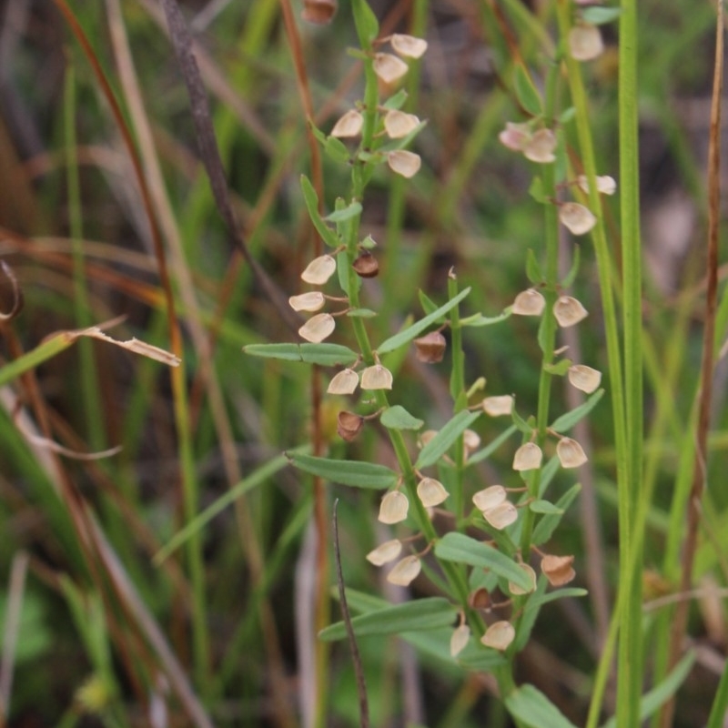 Scutellaria racemosa