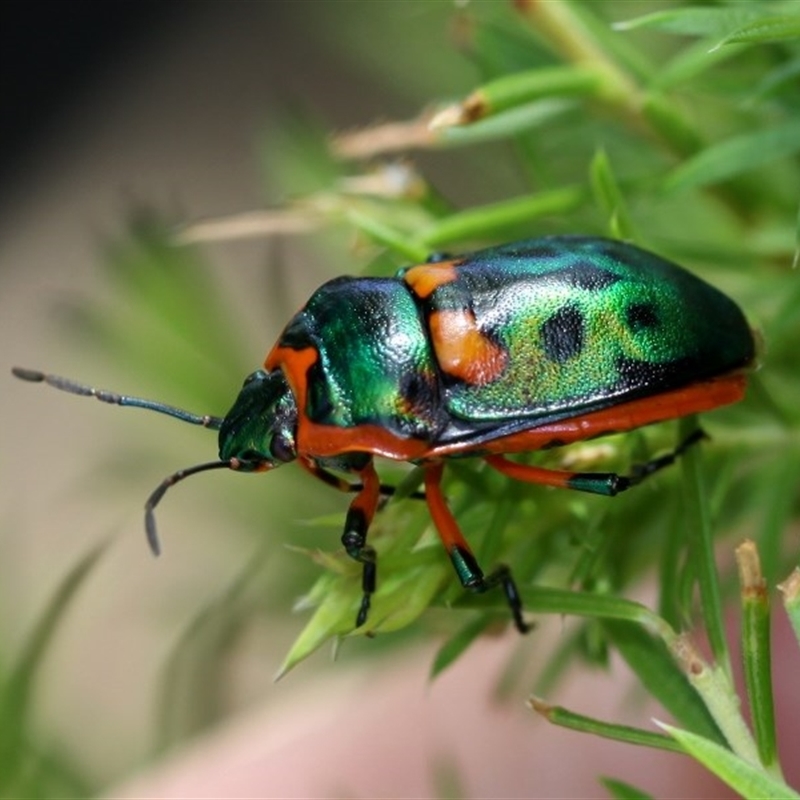 Scutiphora pedicellata