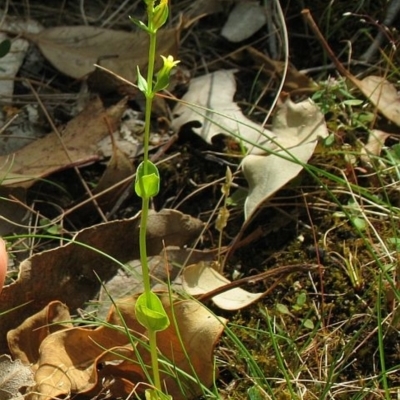 Sebaea ovata