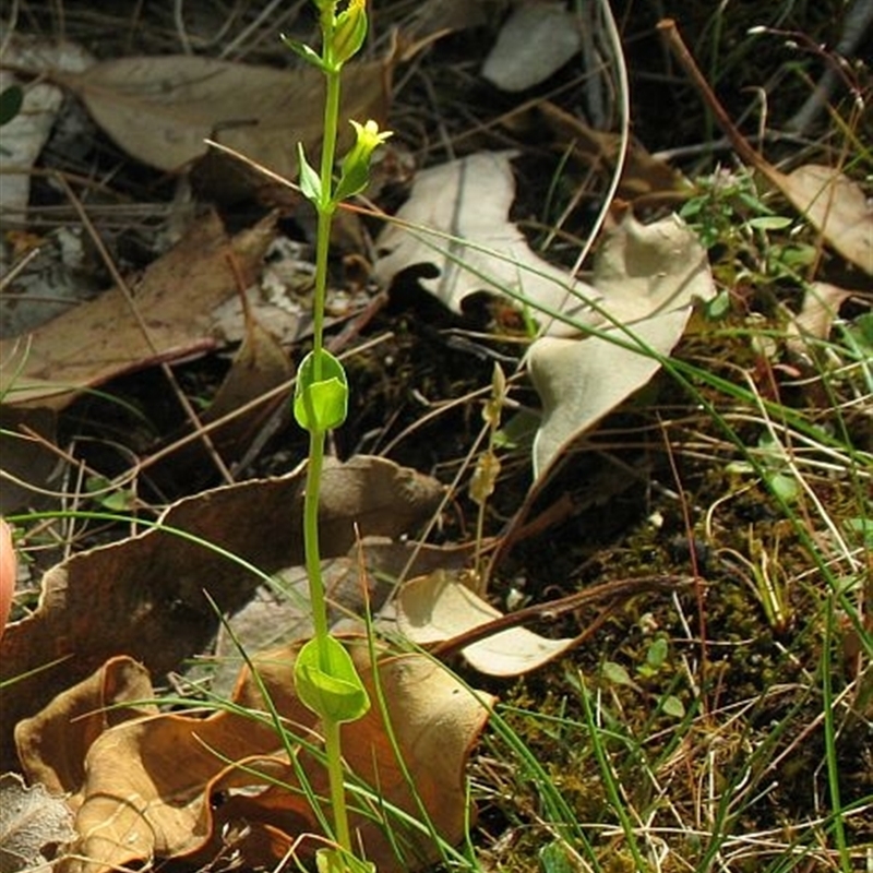 Sebaea ovata