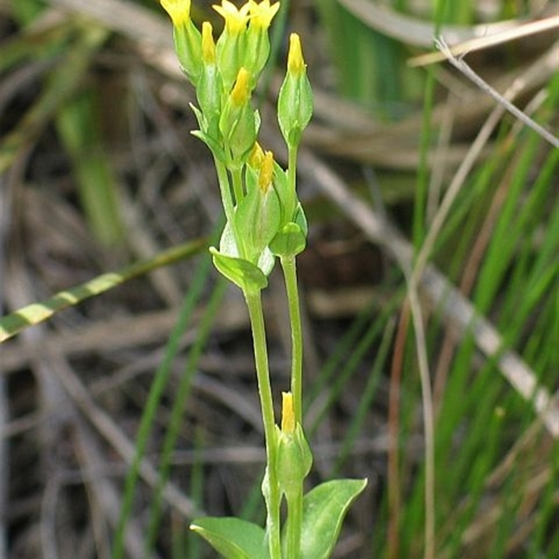 Sebaea ovata