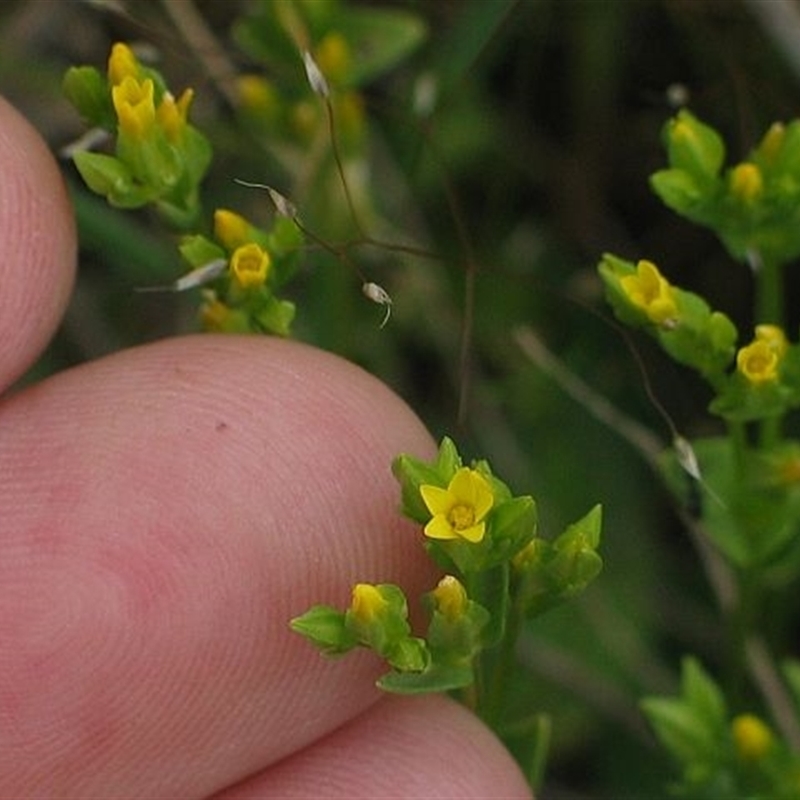 Sebaea ovata