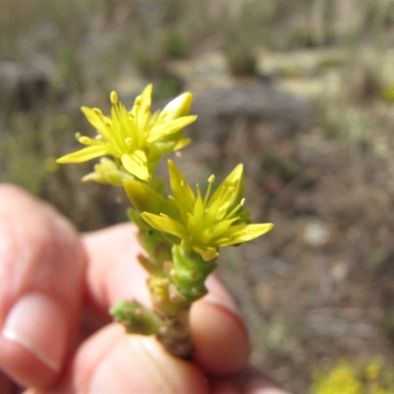 Sedum acre