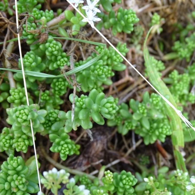 Sedum album