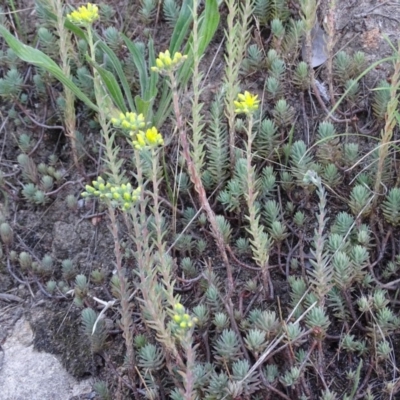 Sedum rupestre