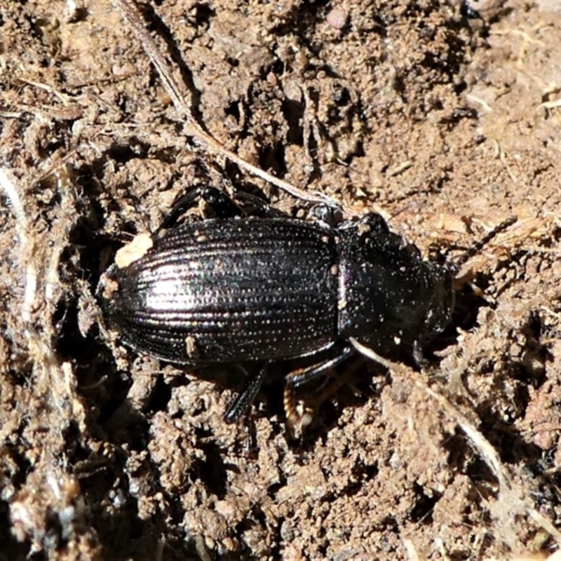 Seirotrana sp. (genus)