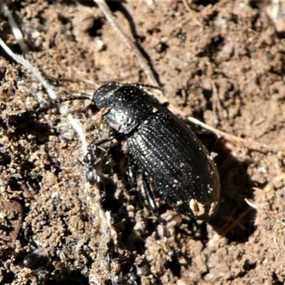 Seirotrana sp. (genus)