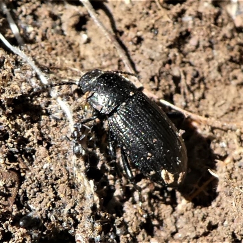 Seirotrana sp. (genus)