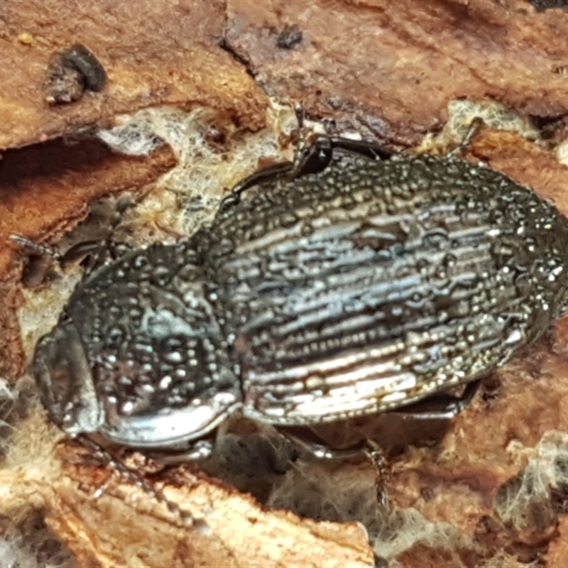 Seirotrana sp. (genus)