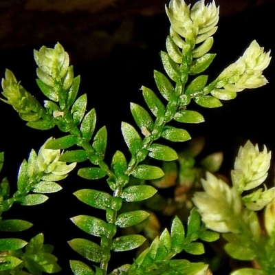 Selaginella kraussiana