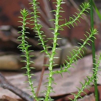 Selaginella uliginosa