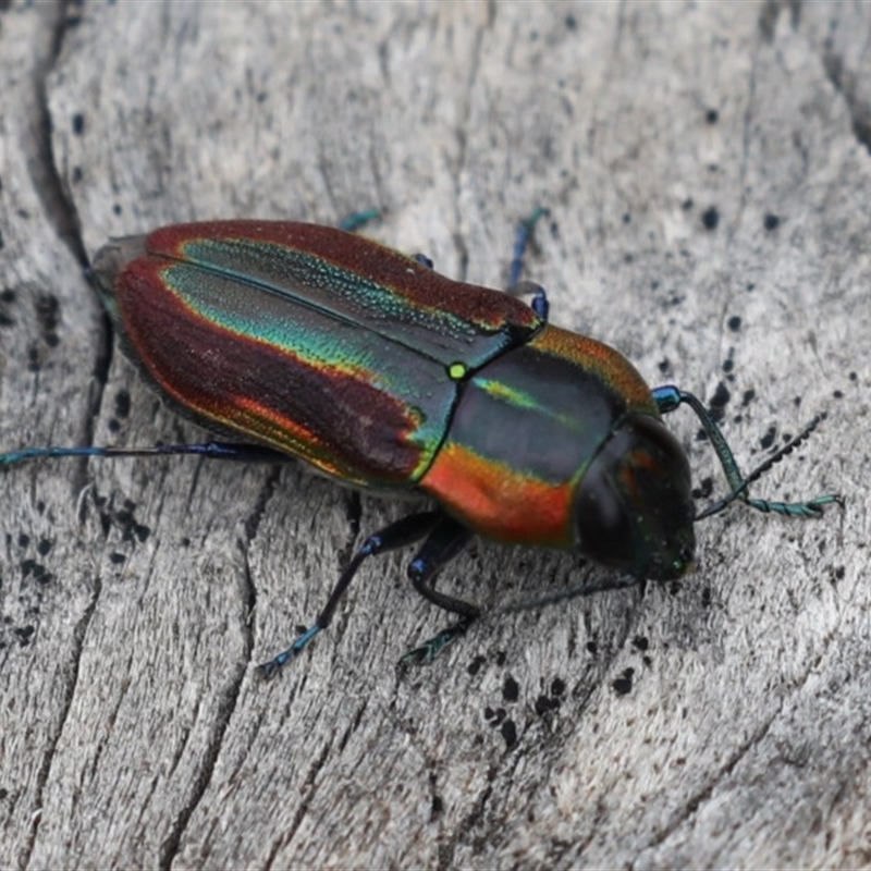 Selagis caloptera