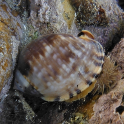 Semicassis labiata