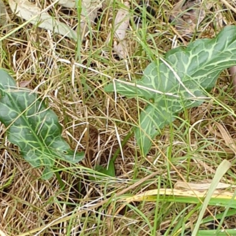 Arum italicum