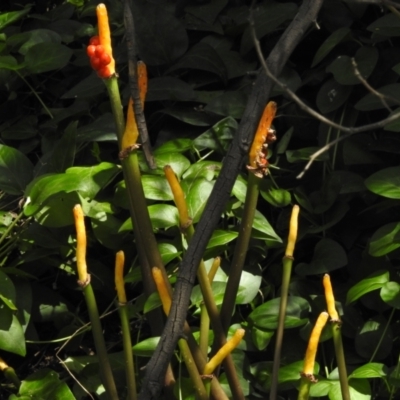 Arum italicum