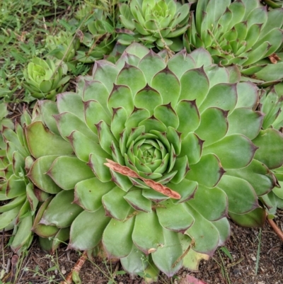 Sempervivum tectorum