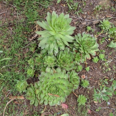 Sempervivum tectorum