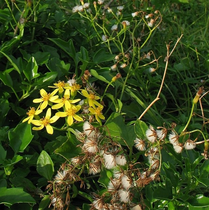 Senecio angulatus