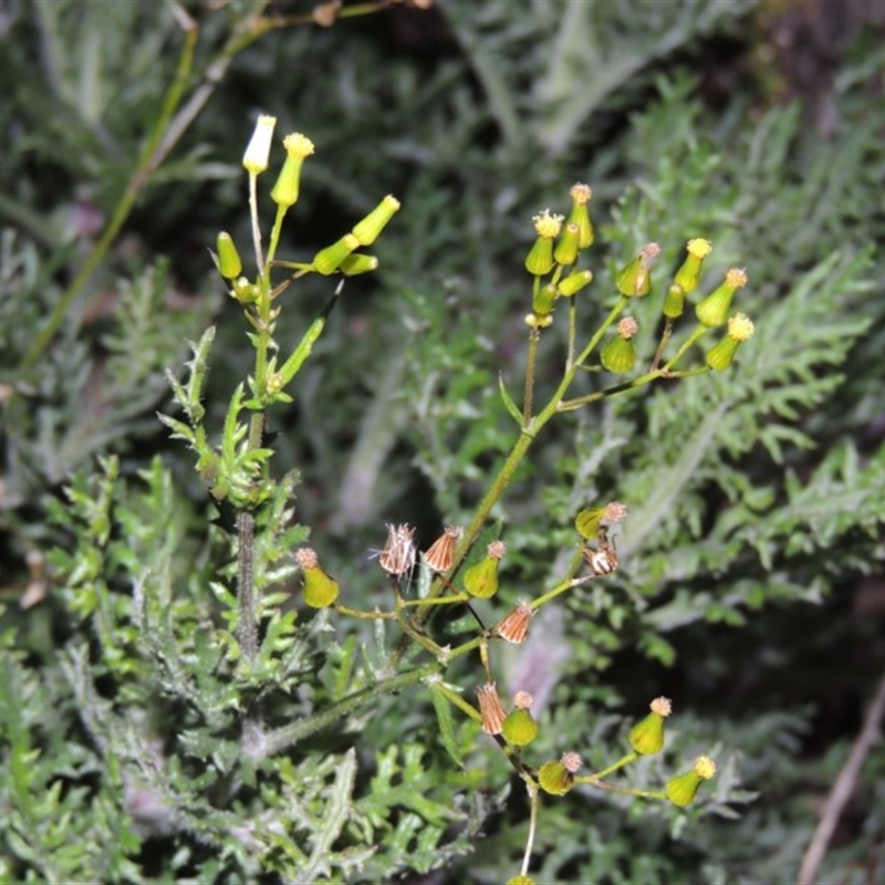 Senecio bathurstianus