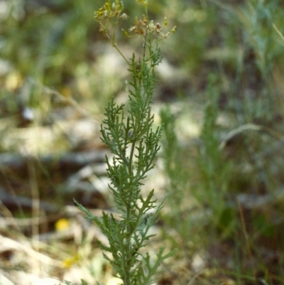 Senecio bathurstianus