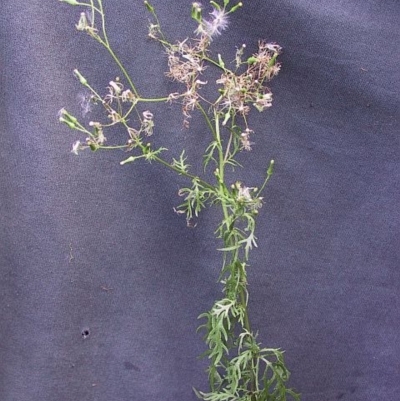 Senecio bipinnatisectus