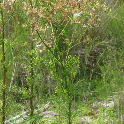 Senecio bipinnatisectus