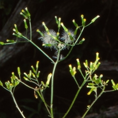 Senecio biserratus