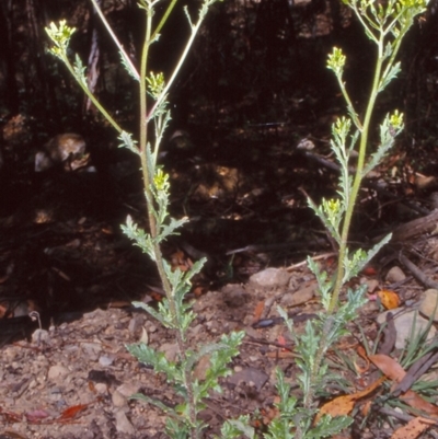 Senecio biserratus