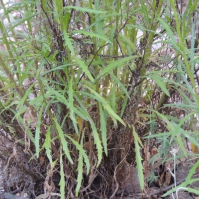 Senecio diaschides