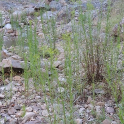 Senecio diaschides