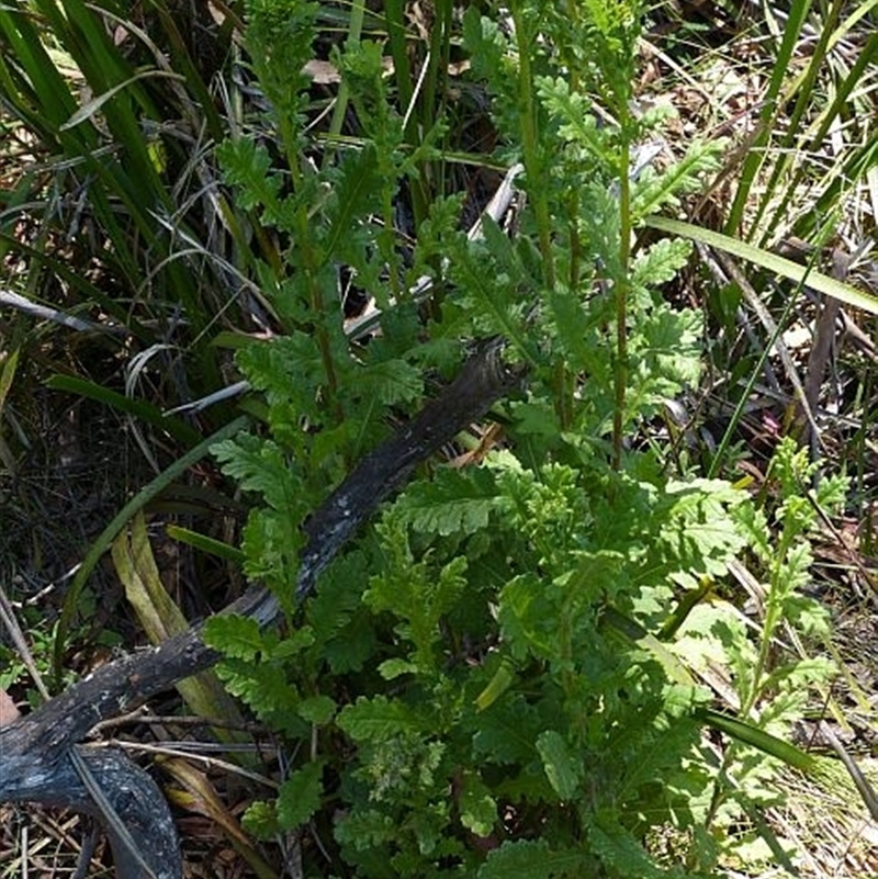 Senecio distalilobatus