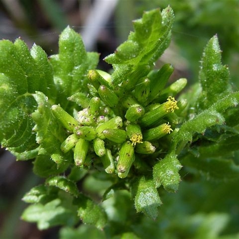 Senecio distalilobatus