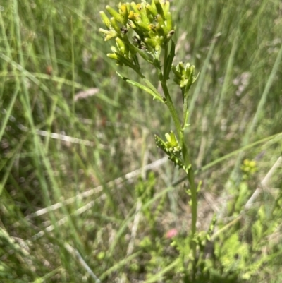 Senecio distalilobatus