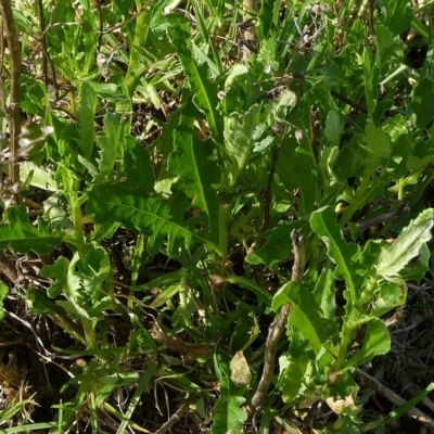 Senecio glomeratus