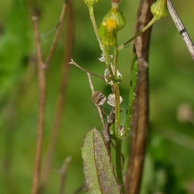 Senecio glomeratus