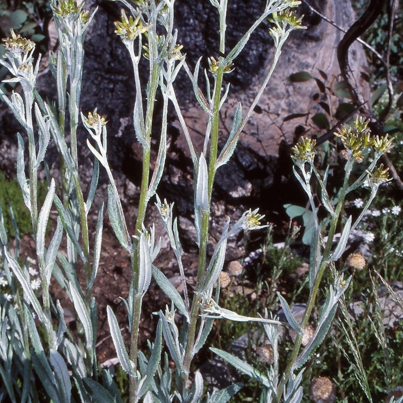 Senecio gunnii