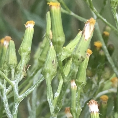 Senecio gunnii