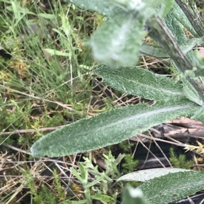 Senecio gunnii