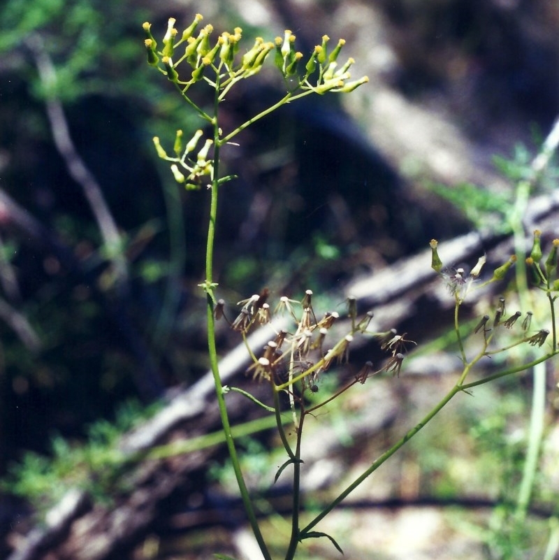 Senecio hispidulus