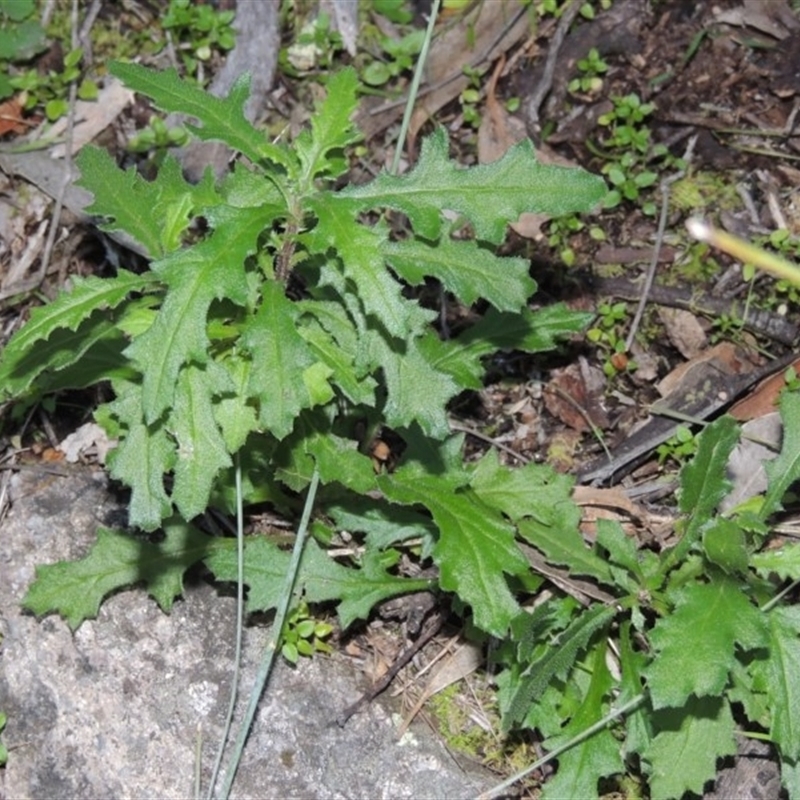 Senecio hispidulus